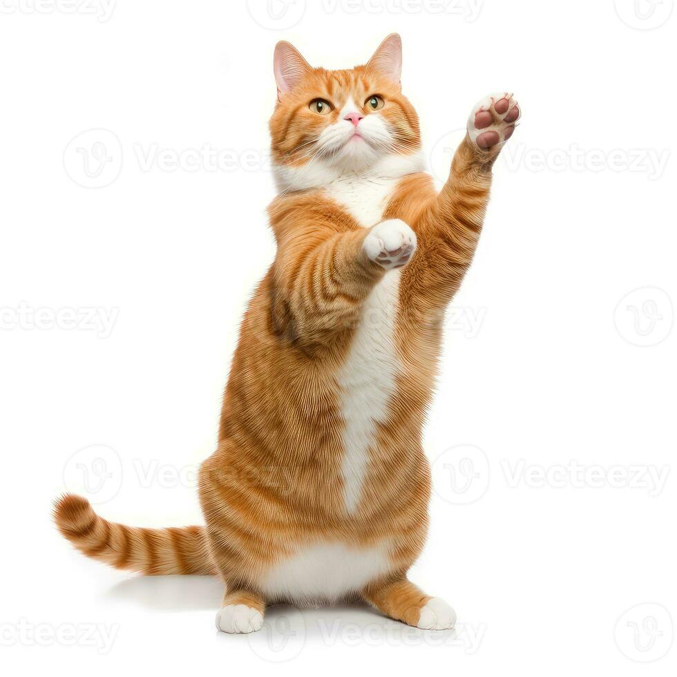 gracioso bailando gato en blanco antecedentes. el gato soportes en sus posterior piernas en lleno altura, como Si bailando o borracho. generativo ai foto