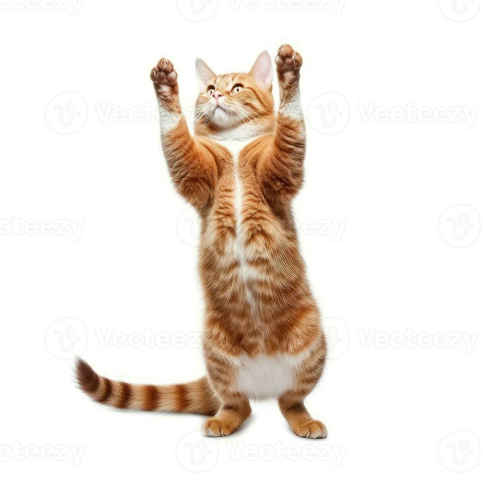 Funny dancing cat on white background. The cat stands on its hind legs in full height, as if dancing or drunk. Generative AI photo