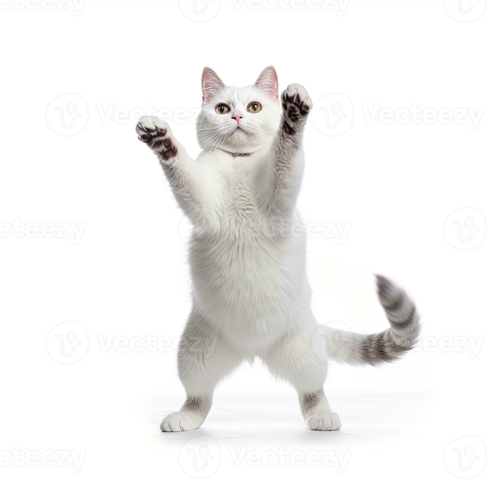Green bakrund cat dance｜TikTok Search