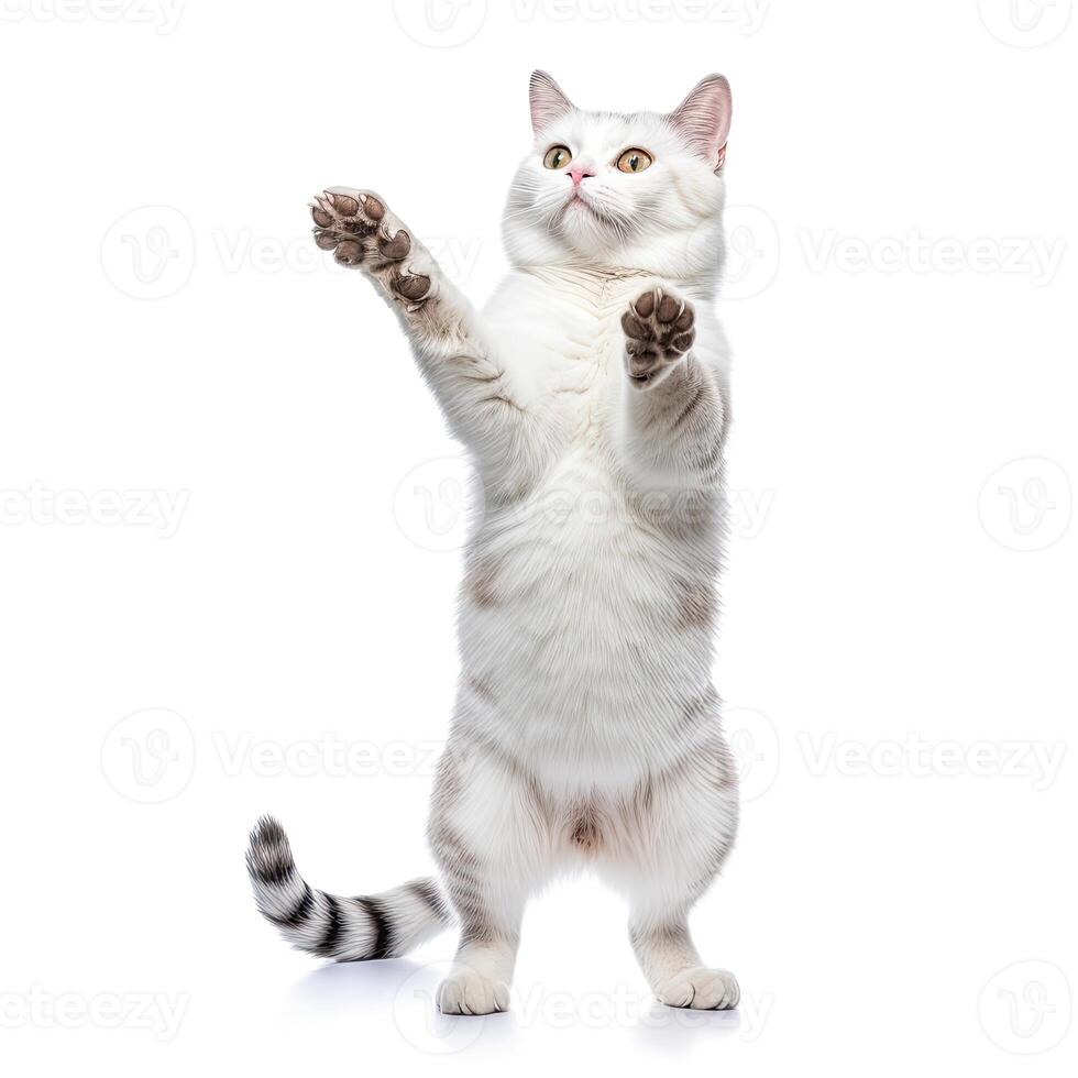 Funny dancing cat on white background. The cat stands on its hind legs in full height, as if dancing or drunk. photo