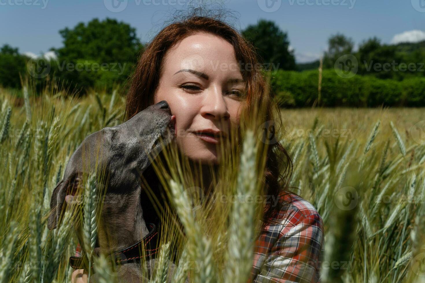 Close up view of happy woman with greyhound dog in the middle of a wheat field. Nature and animals concept. photo
