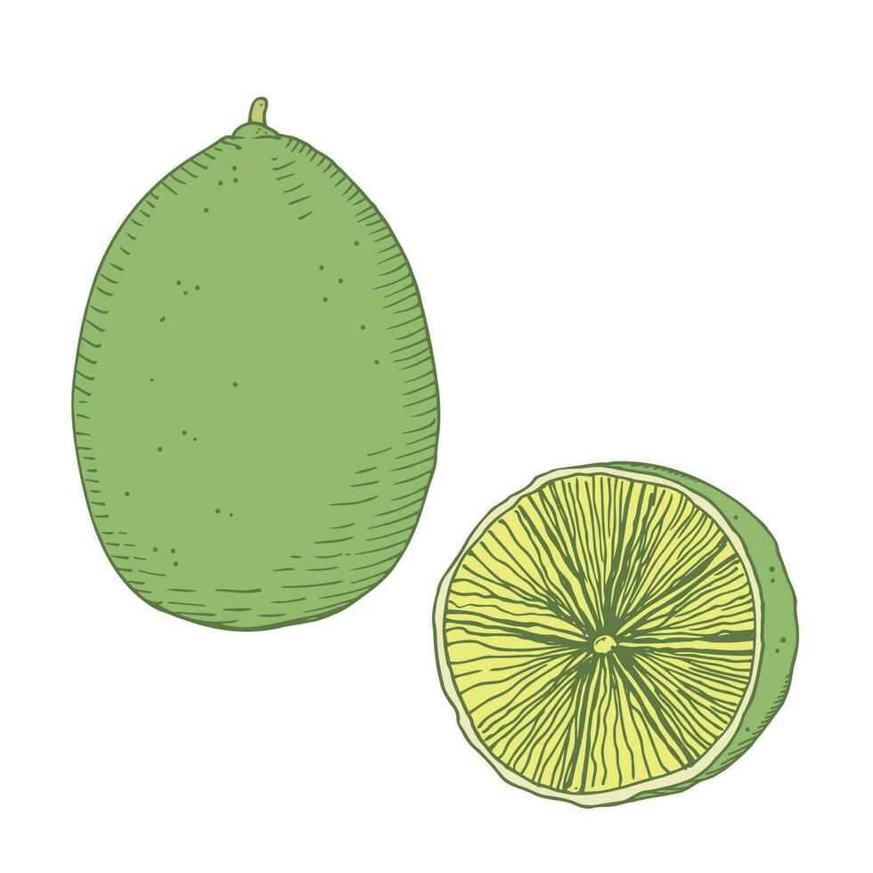 Lime illustration drawing. Colored vector illustration of citrus plant on isolated white background design element for label, background, print,  template.Whole lemon and half citron hand drawn