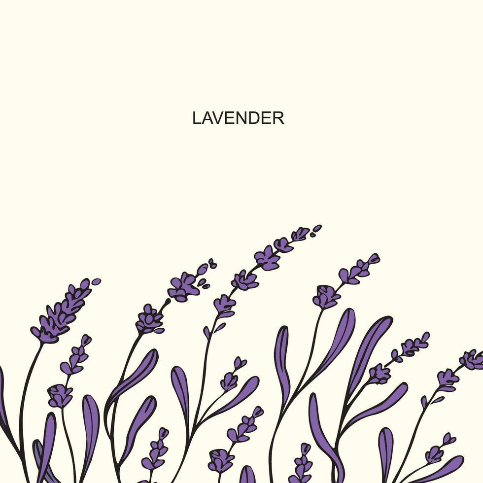 Lavender template background vector illustration. Hand drawn branches of lavender plant. Design element for postcard, print, wedding invitation, template, label, card. Blooming fragrant of Provence.