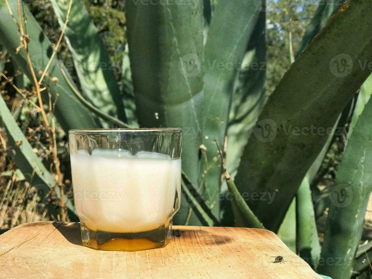 Authentic Mexican drink pulque made from the maguey plant 26230927 Authentic Mexican drink pulque made from the maguey plant 26230927