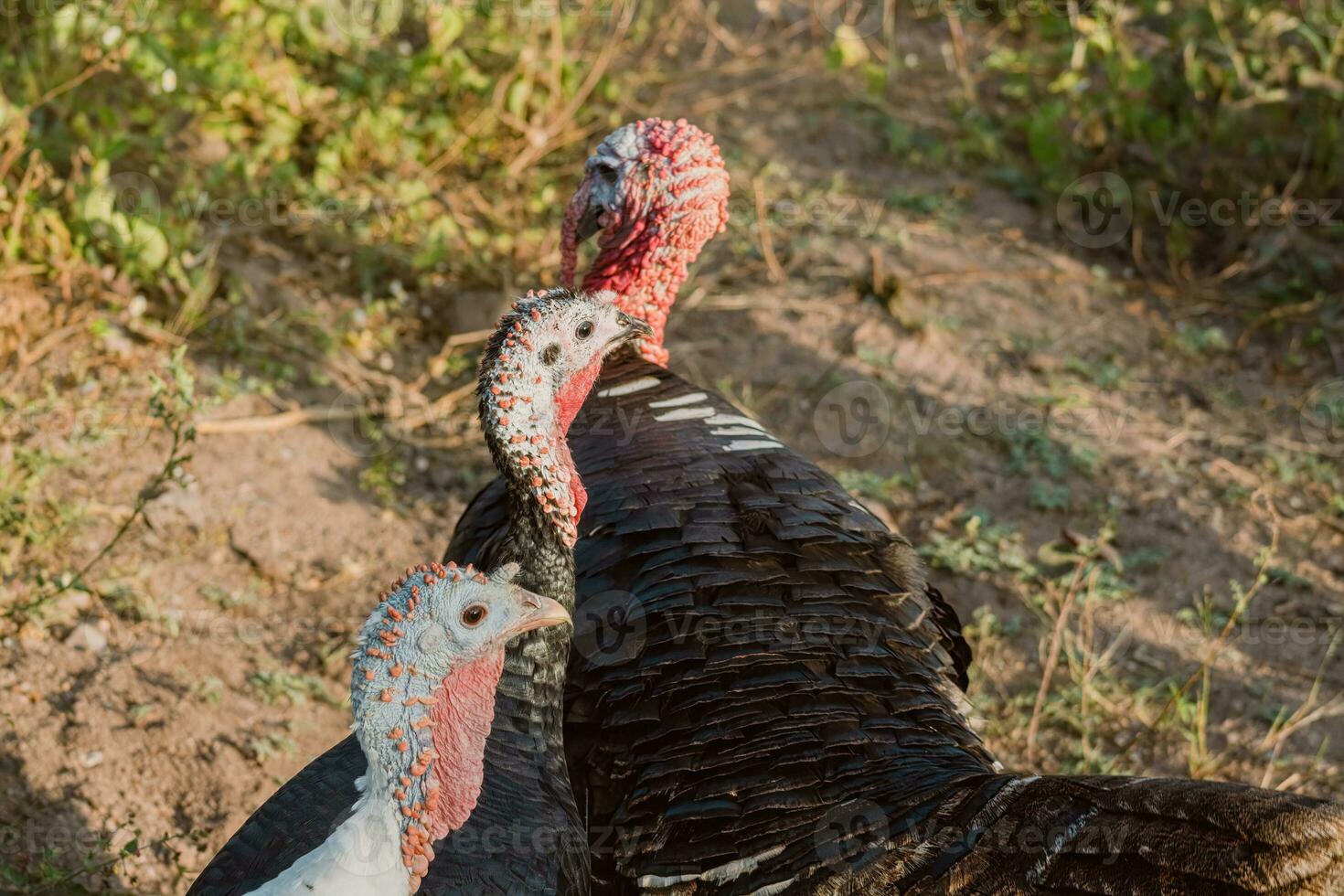 turkeys walking in farm with green grass photo