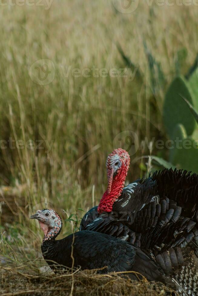 turkeys walking in farm with green grass photo