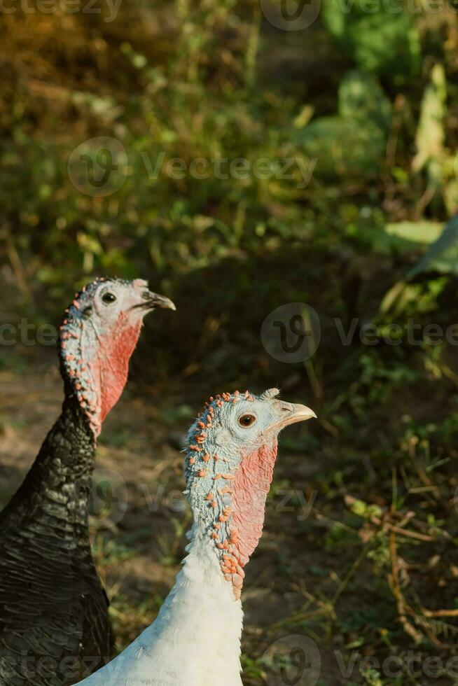 turkeys walking in farm with green grass photo