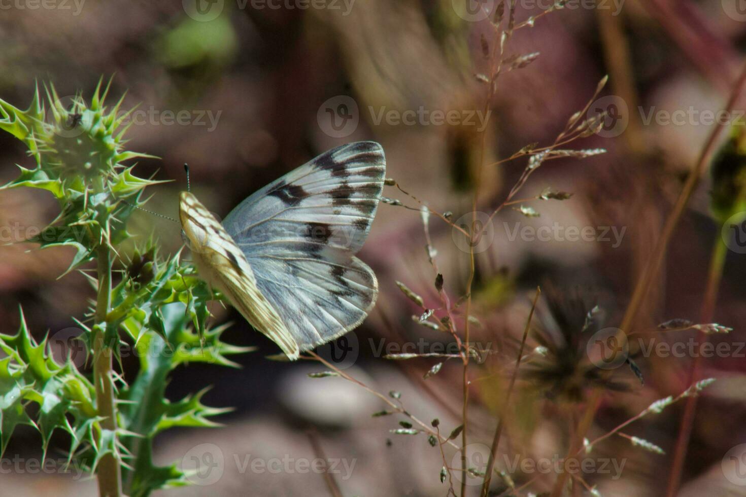 A butterfly, a delicate pollinator, gracefully balances on a plant's twig in the wildlife photo