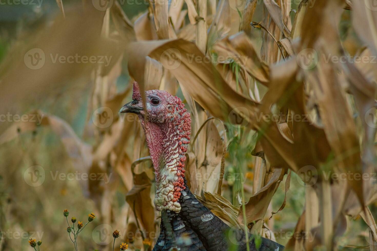 The turkey, a bird of nature, blends with the plant-filled surroundings photo