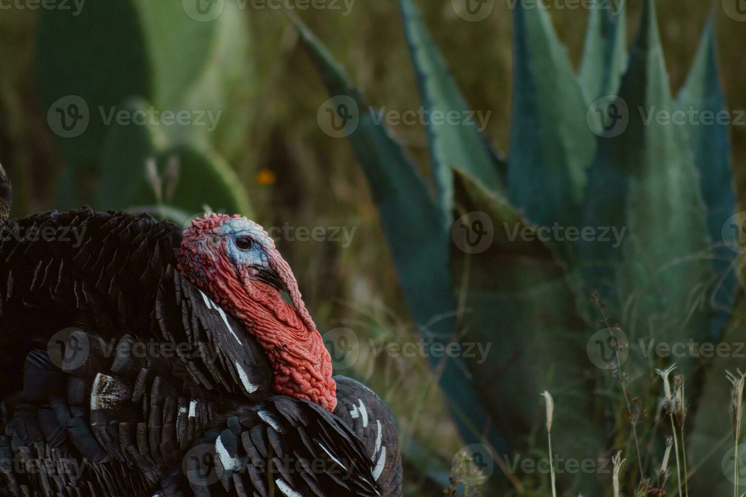 The turkey, a bird of nature, blends with the plant-filled surroundings photo