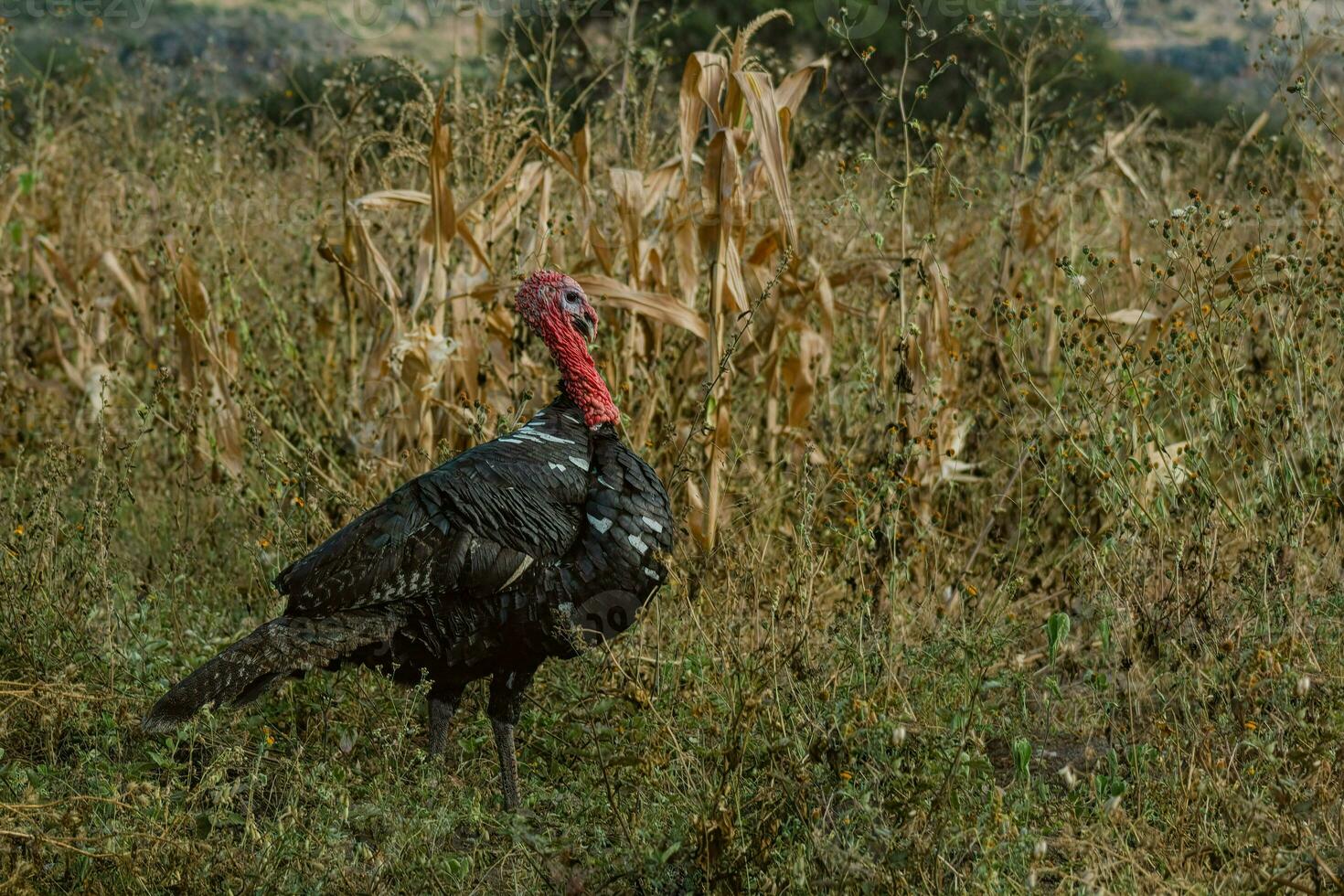 The turkey, a bird of nature, blends with the plant-filled surroundings photo