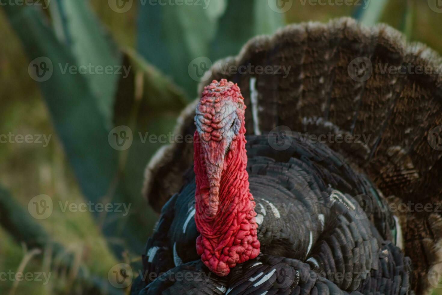 The turkey, a bird of nature, blends with the plant-filled surroundings photo