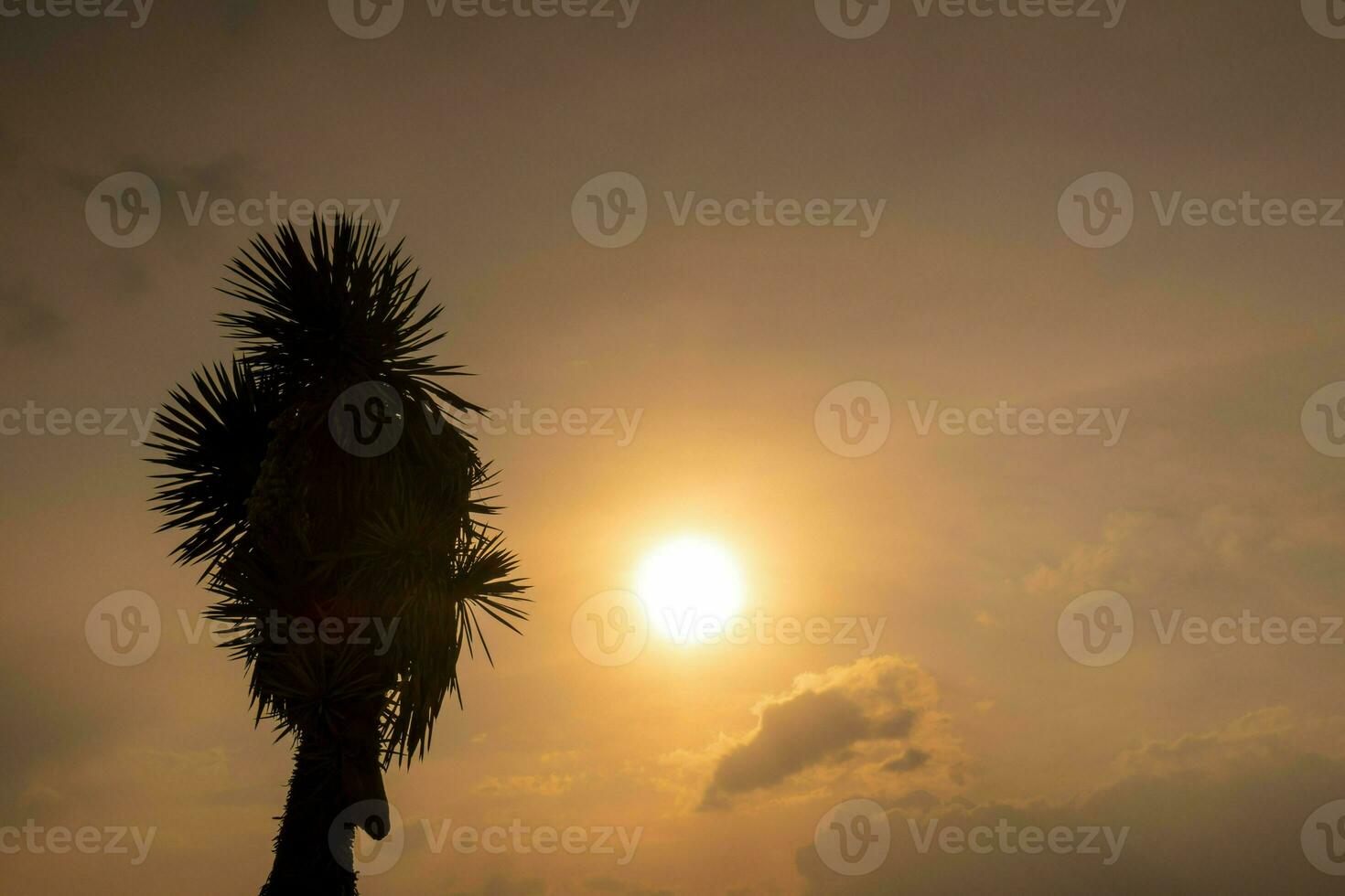 Palm trees stand out in the tropical landscape as the sky illuminates with vibrant colors at sunset. photo