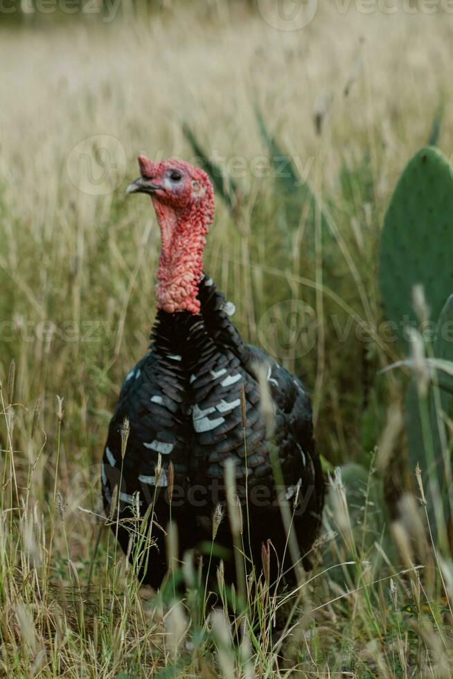 The turkey, a bird of nature, blends with the plant-filled surroundings photo