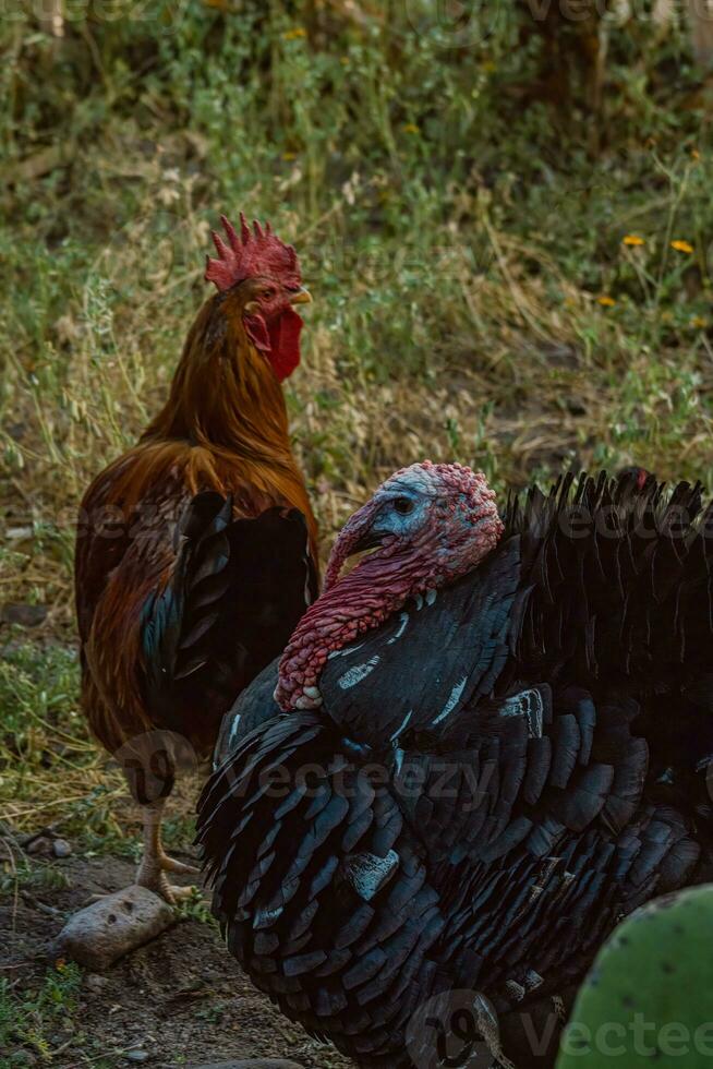 The turkey, a bird of the Phasianidae family, roams the grassy landscape photo