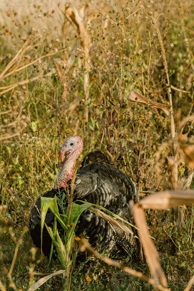 el pavo, un pájaro de naturaleza, mezclas con el lleno de plantas alrededores foto