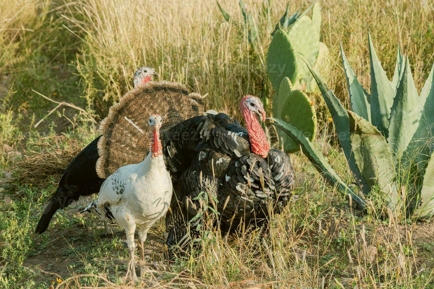 turkeys walking in farm with green grass photo