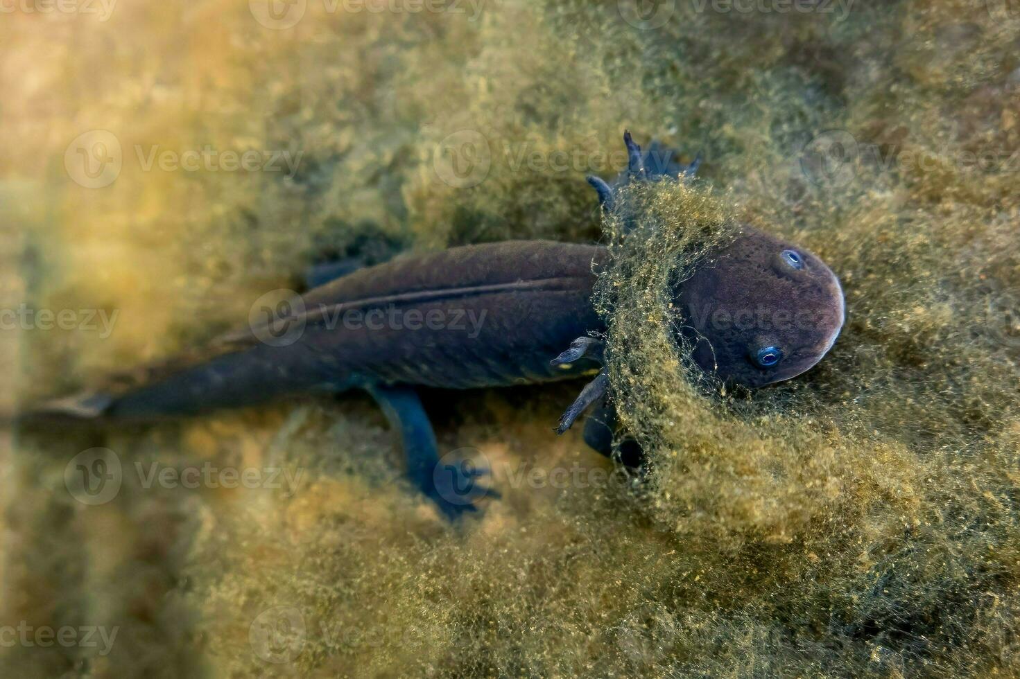 Grey axolotl in Mexican waters, showcasing its unique terrestrial features and vibrant fin photo