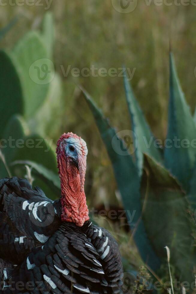 The turkey, a bird of nature, blends with the plant-filled surroundings photo