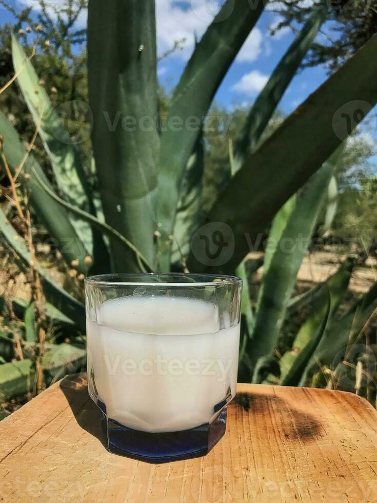 Authentic Mexican drink pulque made from the maguey plant 26231068 Authentic Mexican drink pulque made from the maguey plant 26231068