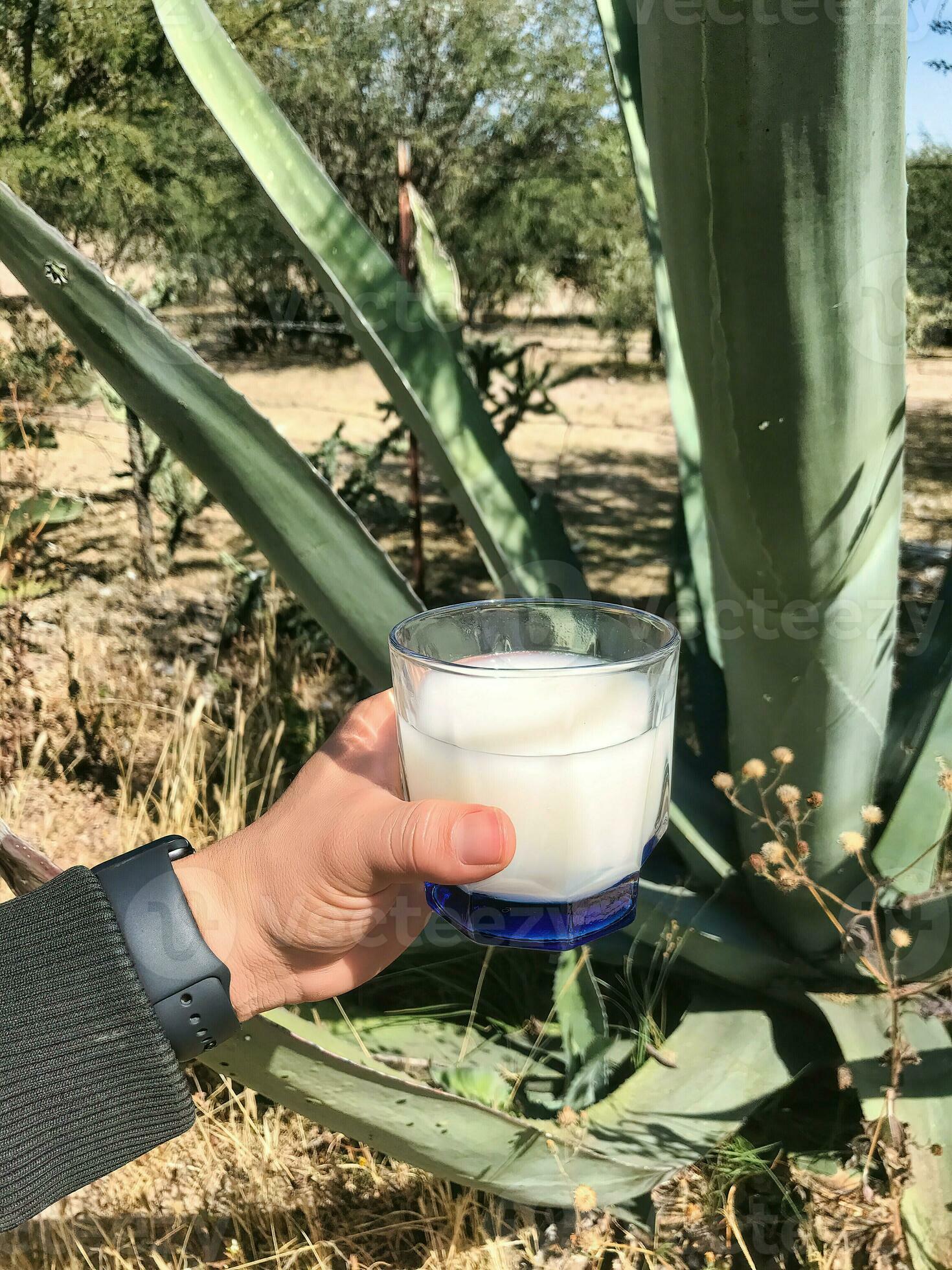 Savor the refreshing taste of Pulque a traditional Mexican drink Savor the refreshing taste of Pulque a traditional Mexican drink