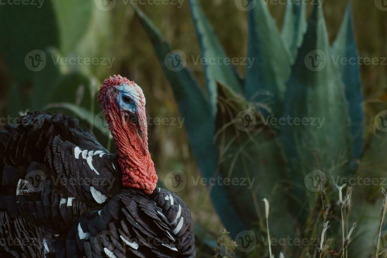 The turkey, a bird of nature, blends with the plant-filled surroundings photo