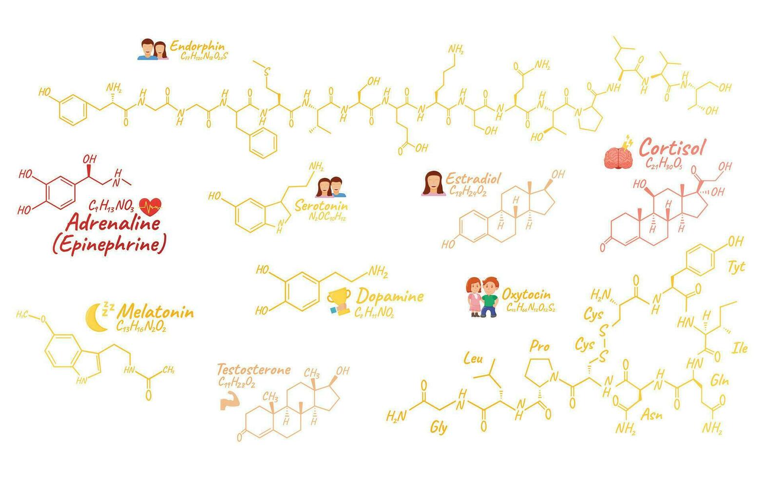 Human big set hormone concept chemical skeletal formula icon label, text font vector illustration, isolated on white. Periodic element table.