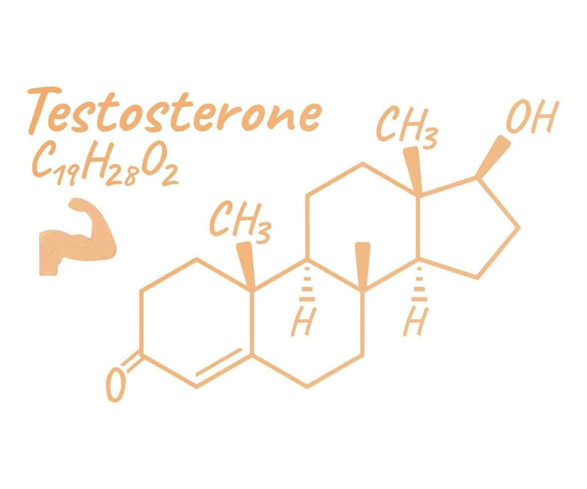 Human hormone testosterone concept chemical skeletal formula icon label, text font vector illustration, isolated on white. Periodic element table.