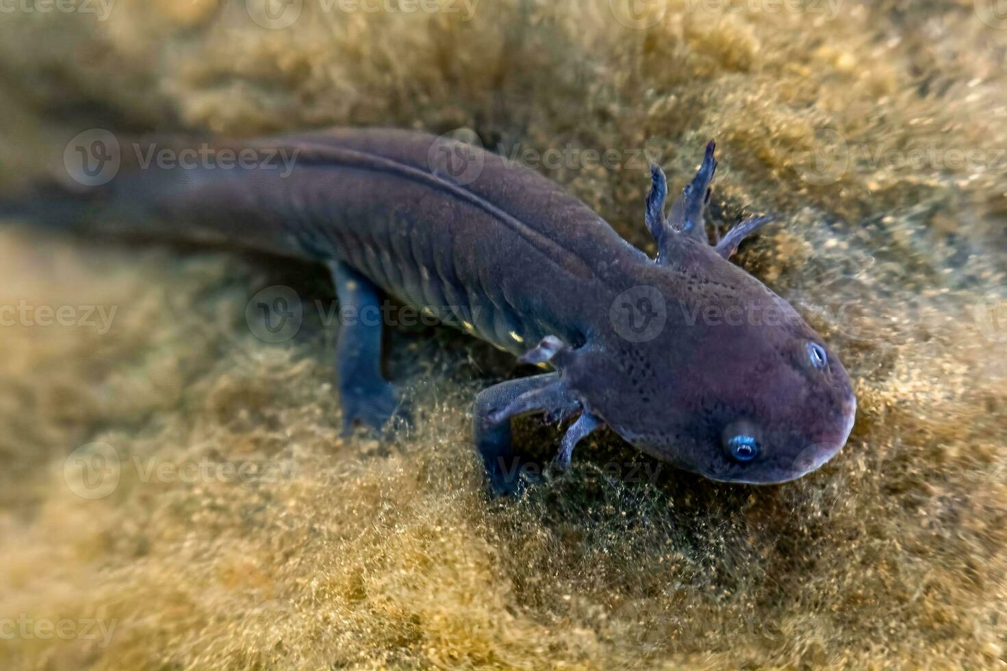 Grey axolotl in Mexican waters, showcasing its unique terrestrial features and vibrant fin photo