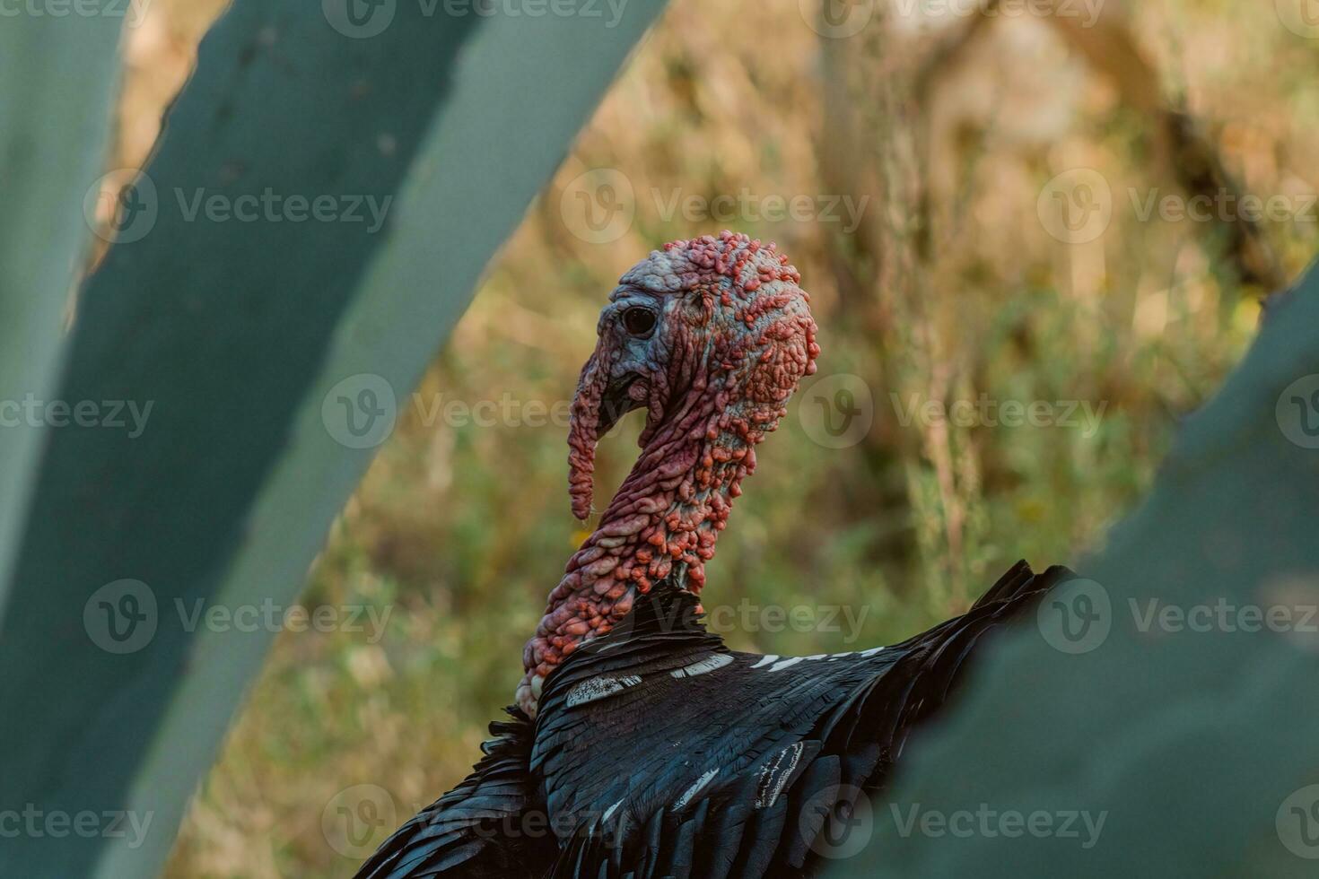 The turkey, a bird of nature, blends with the plant-filled surroundings photo