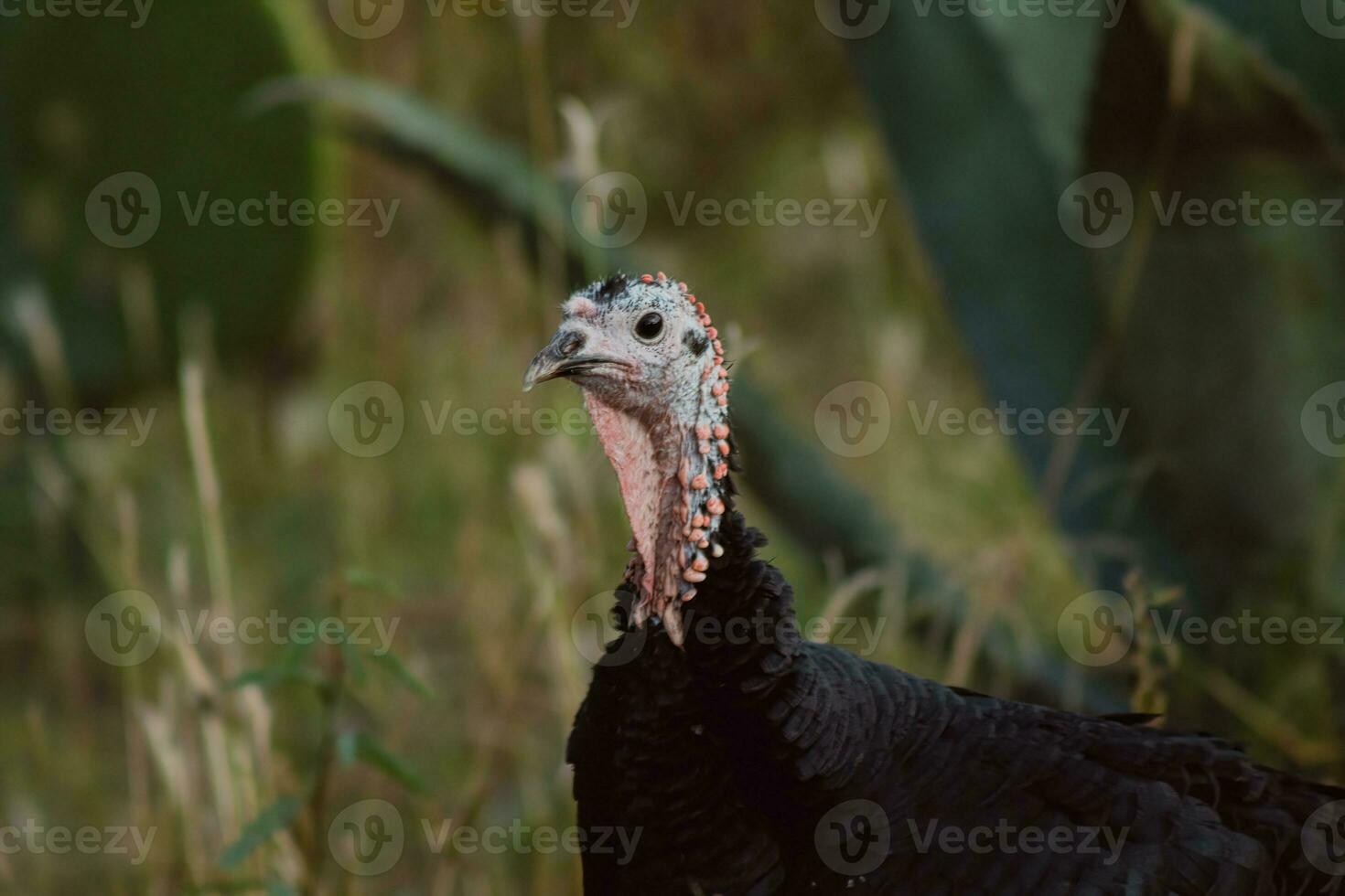 The turkey, a bird of nature, blends with the plant-filled surroundings photo