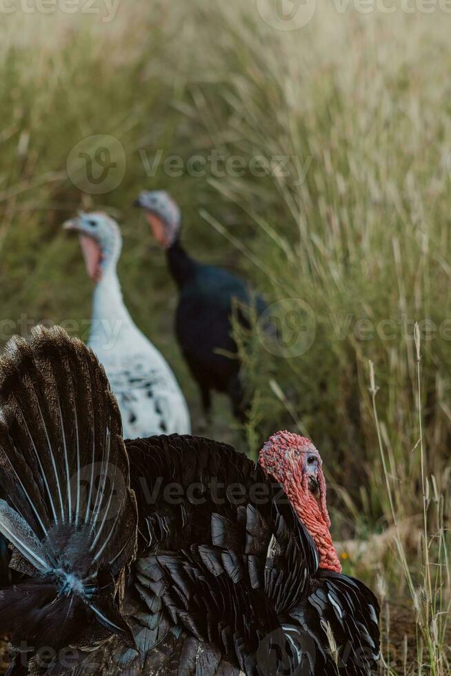 turkeys walking in farm with green grass photo