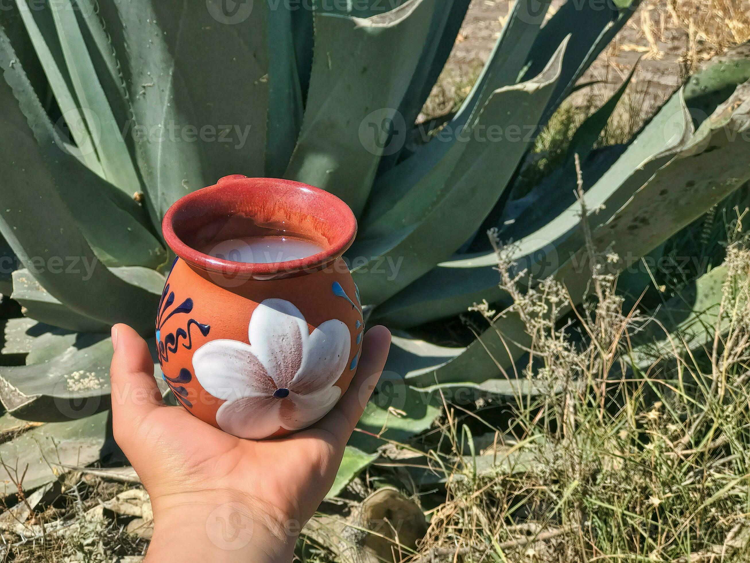 Maguey Leaves:  Traditional Uses And Modern Innovations - fzjraek