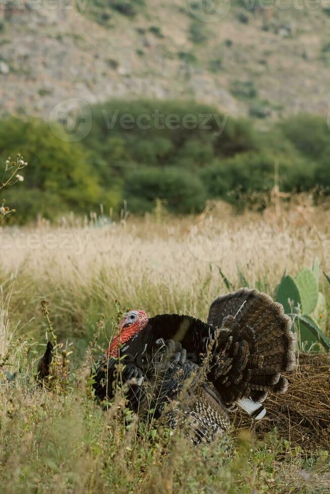 The turkey, a bird of the Phasianidae family, roams the grassy landscape photo