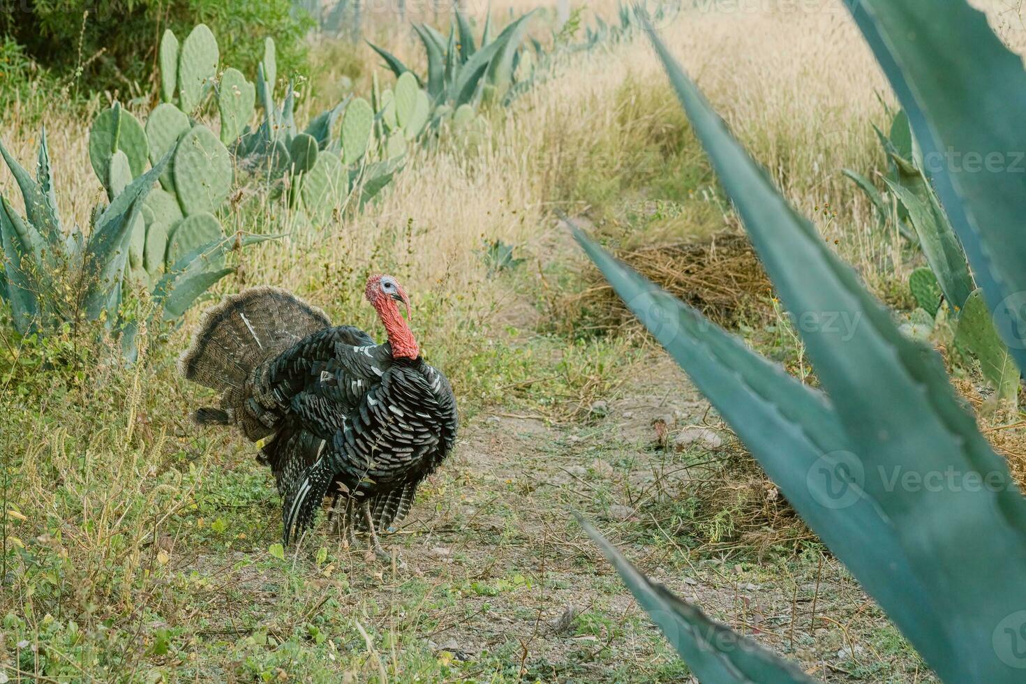 The turkey, a bird of nature, blends with the plant-filled surroundings photo