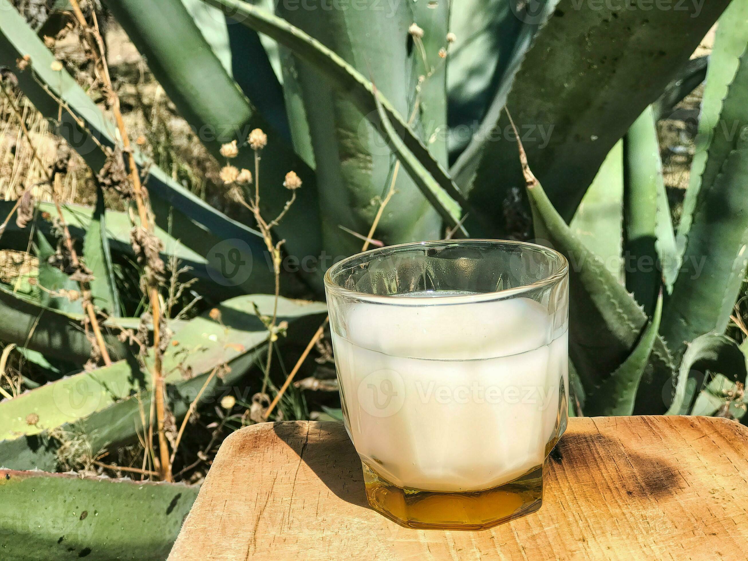 Authentic Mexican drink pulque made from the maguey plant 26232523 Authentic Mexican drink pulque made from the maguey plant 26232523