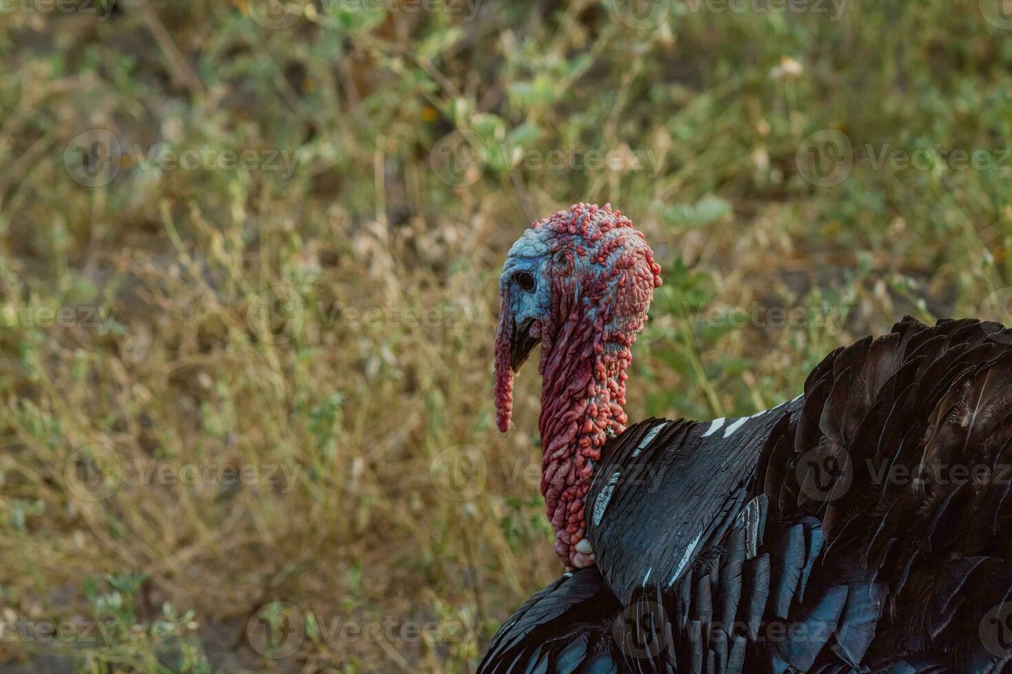 The turkey, a bird of nature, blends with the plant-filled surroundings photo