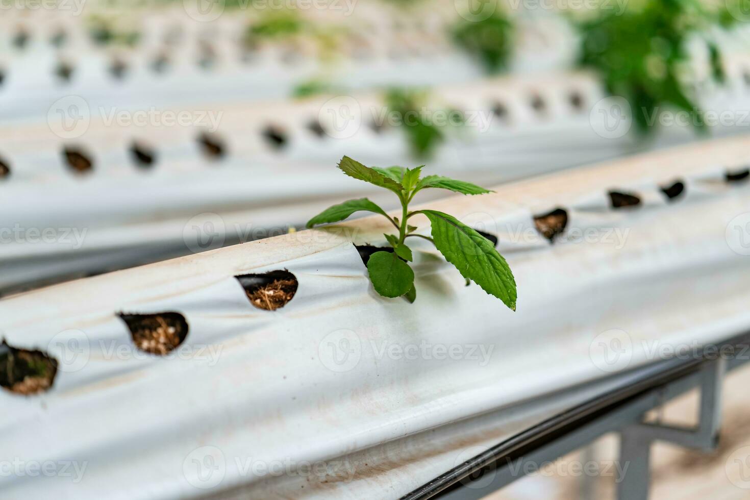 Hydroponic strawberry farm. Stock photo of hydroponics method of growing plants, in water, without soil