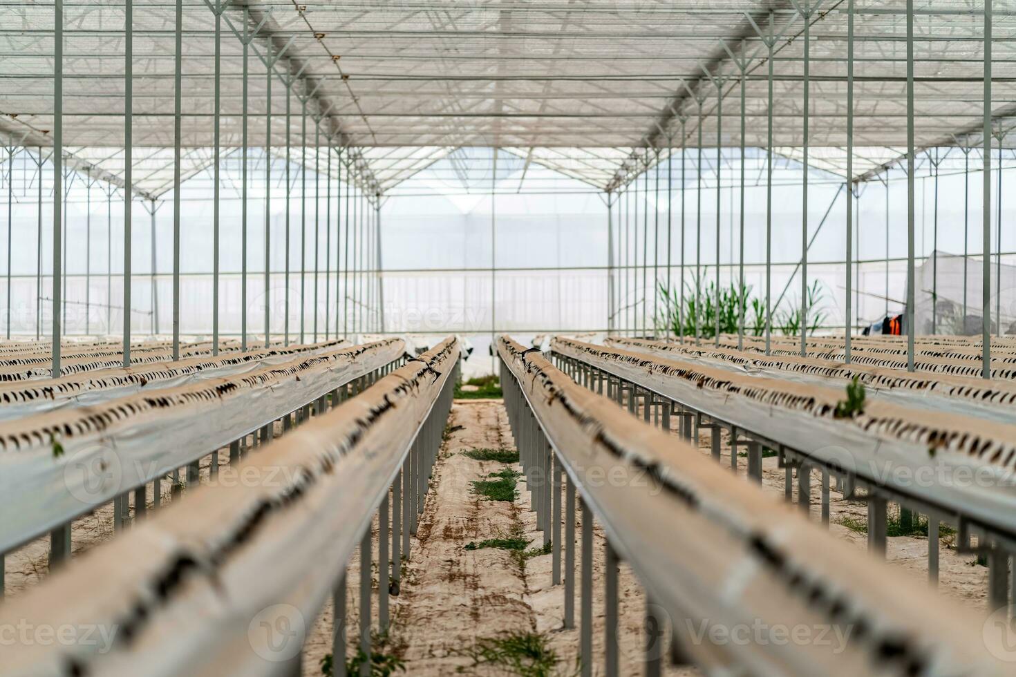 Hydroponic strawberry farm. Stock photo of hydroponics method of growing plants, in water, without soil