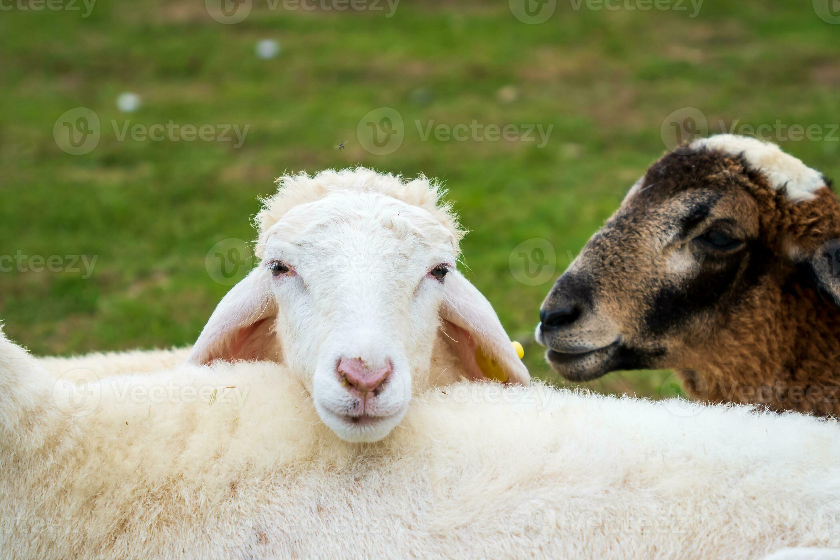 Livestock farm, flock of sheep in Da Lat, Vietnam 26233349 Stock Photo