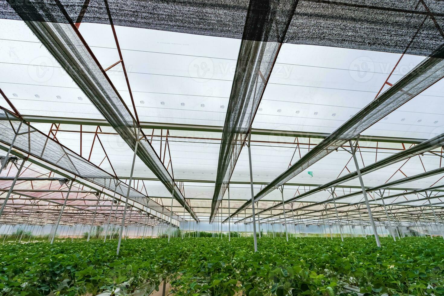 Hydroponic strawberry farm. Stock photo of hydroponics method of growing plants, in water, without soil
