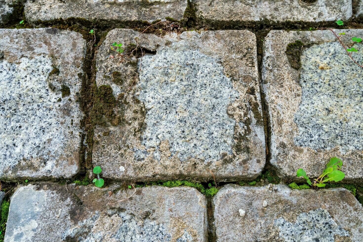 Moss texture. Moss background. Green moss on grunge texture, background., Stock image