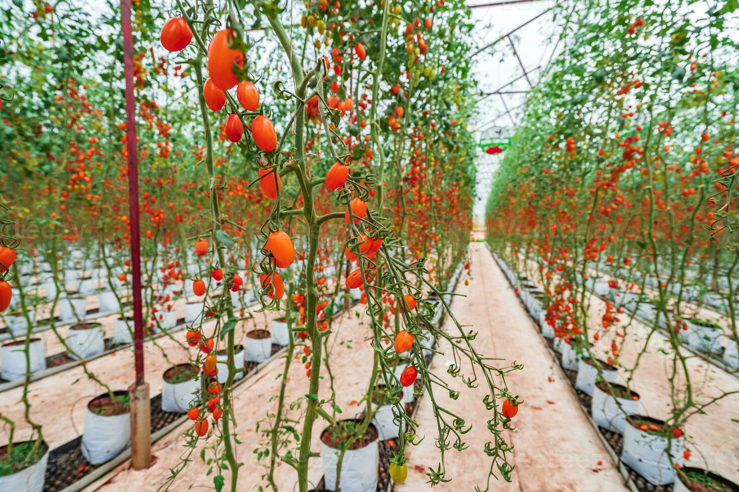 Red Cherry Tomatoes ripening in the greenhouse garden in Da Lat, Vietnam. photo