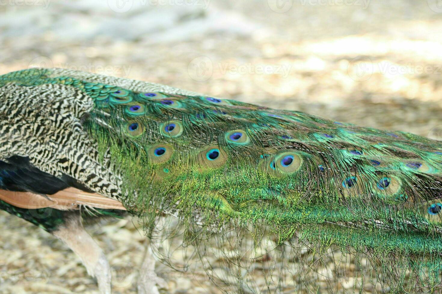 Beautiful Peacock At A Bird Sanctuary In Florida photo