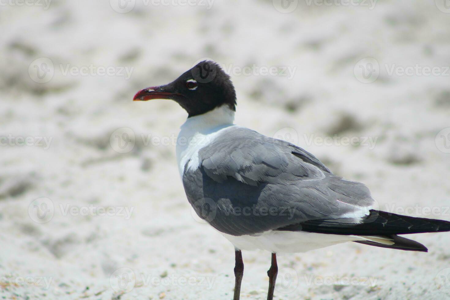 gaviotas en la playa foto