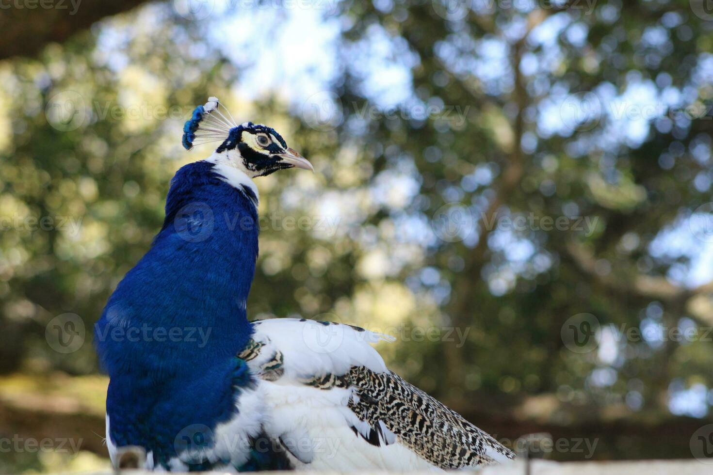 Beautiful Peacock At A Bird Sanctuary In Florida photo