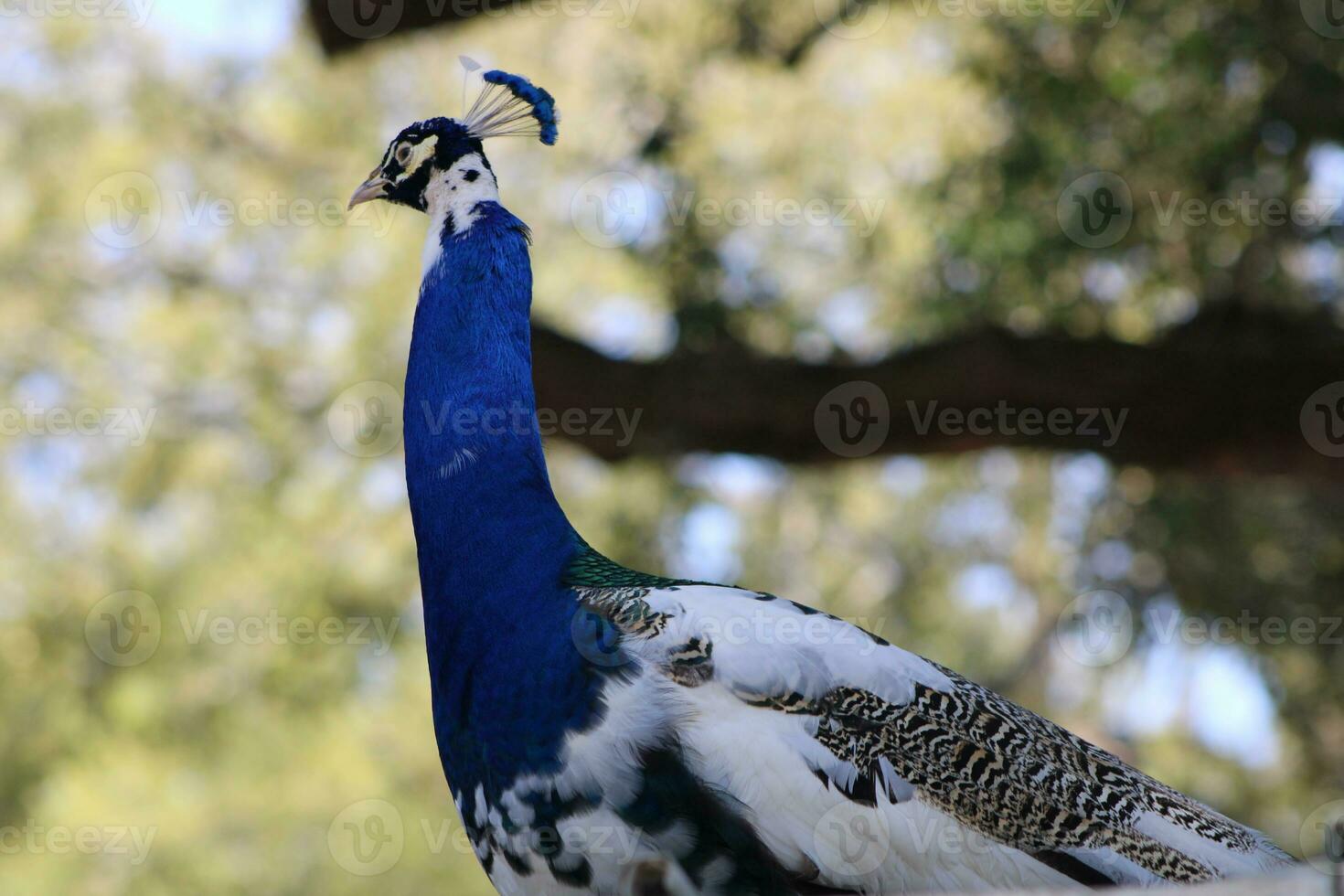 Beautiful Peacock At A Bird Sanctuary In Florida photo