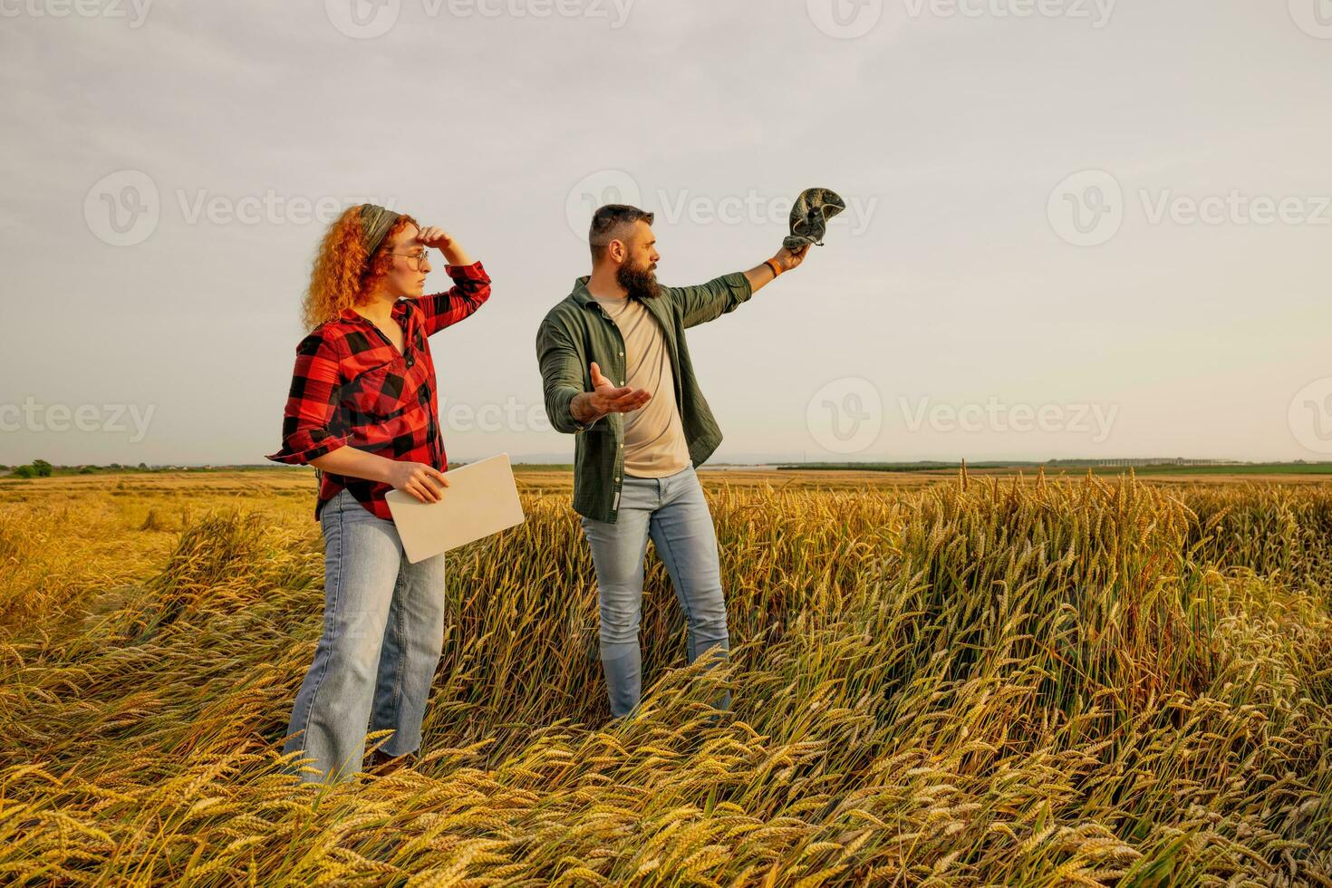 Farmers are cultivating wheat. They are displeased because too much rain destroyed this year's wheat crop. They assess the damage. photo