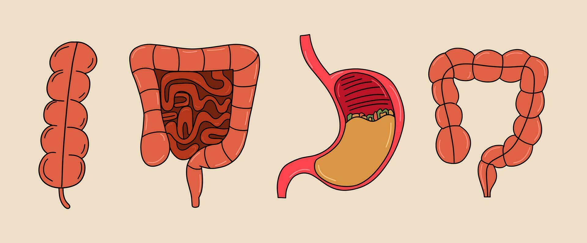 humano gastrointestinal tracto órganos colocar. vector ilustración en un plano estilo.