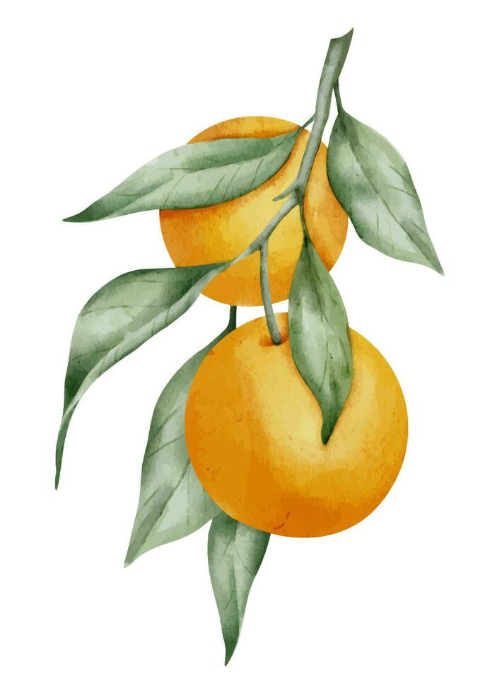 Orange Fruit Branch. Hand drawn watercolor illustration of yellow tropical citrus Food on white isolated background. Drawing of mandarin tree with green leaves. Sketch of juicy tangerine for menu vector